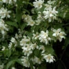 Großblumiger Feldjasmin 60-80cm - Philadelphus Grandiflorus 2 Großblumiger Feldjasmin 60-80cm - Philadelphus Grandiflorus -NR-01 Verkäufe Philadelphus grandiflorus