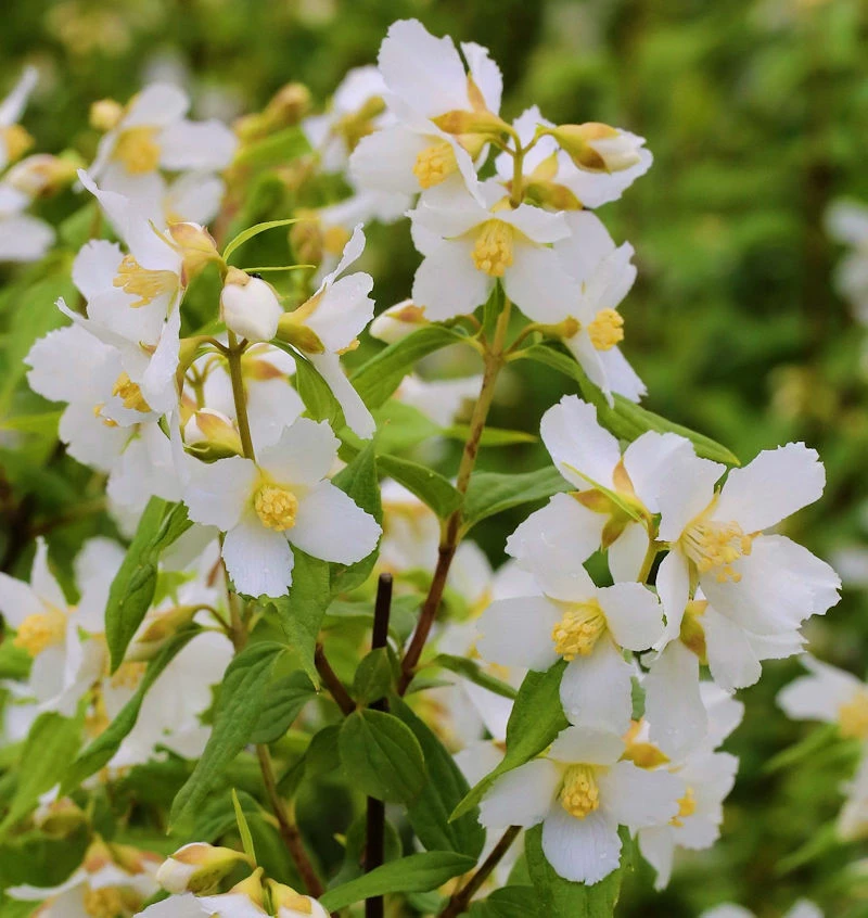 Duftjasmin Erectus 40-60cm - Philadelphus 3 Duftjasmin Erectus 40-60cm - Philadelphus