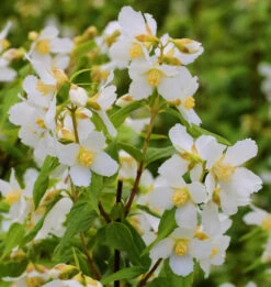 Duftjasmin Erectus 125-150cm - Philadelphus Erectus