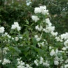 Gefüllter Gartenjasmin Schneesturm 40-60cm - Philadelphus