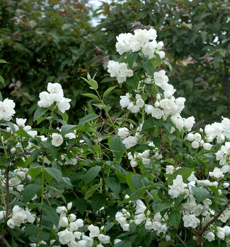 Gefüllter Gartenjasmin Schneesturm 100-125cm - Philadelphus 3 Gefüllter Gartenjasmin Schneesturm 100-125cm - Philadelphus
