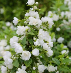 Gartenjasmin Snowbelle 60-80cm - Philadelphus