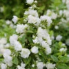 Gartenjasmin Snowbelle 80-100cm - Philadelphus 2 Gartenjasmin Snowbelle 80-100cm - Philadelphus -NR-01 Verkäufe PhiladelphusSnowbelle 2