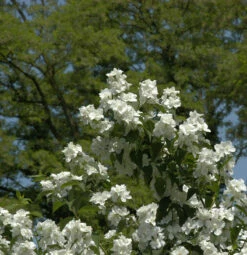 Gefüllter Gartenjasmin 30-40cm - Philadelphus
