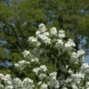 Gefüllter Gartenjasmin 60-80cm - Philadelphus -NR-01 Verkäufe PhiladelphusVirginal 2