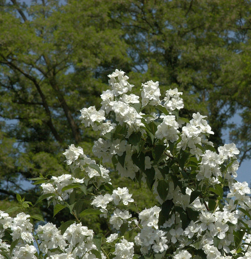 Gefüllter Gartenjasmin 100-125cm - Philadelphus 3 Gefüllter Gartenjasmin 100-125cm - Philadelphus