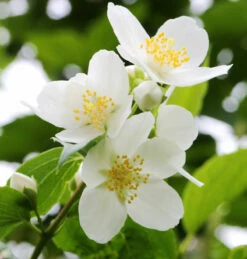 Duftender Bauernjasmin 60-80cm - Philadelphus Coronarius