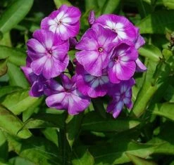 Hohe Flammenblume Wilhem Kesselring - Phlox Paniculata