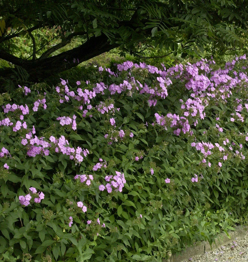 Großblättrige Flammenblume Spätsommer - Phlox Amplifolia 3 Großblättrige Flammenblume Spätsommer - Phlox Amplifolia