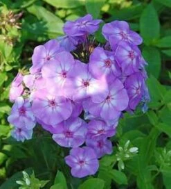 Hohe Flammenblume Blue Boy - Phlox Paniculata