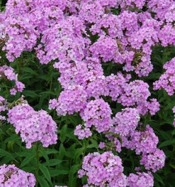 Hohe Flammenblume Hesperis - Phlox Paniculata