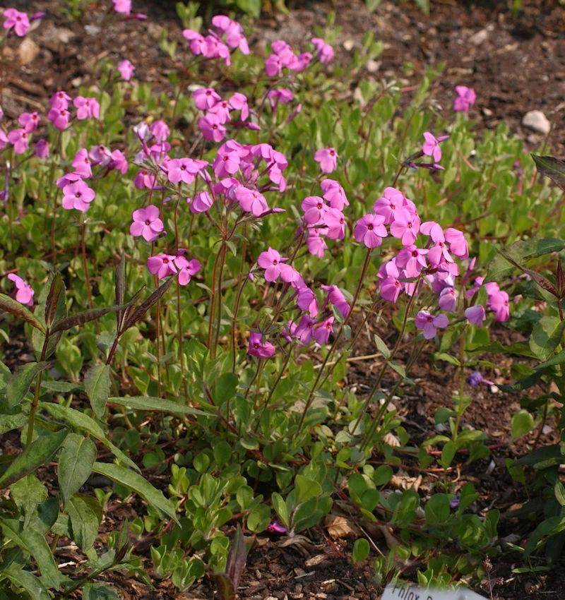 Titelseite 11 Titelseite -NR-01 Verkäufe Phlox paniculata Jules Sandeau