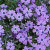 Teppich Phlox Purple Beauty - Phlox Subulata 2 Teppich Phlox Purple Beauty - Phlox Subulata -NR-01 Verkäufe Phlox subulata Purple Beauty