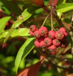 Davids-Glanzmispel 100-125cm - Photinia Davidiana