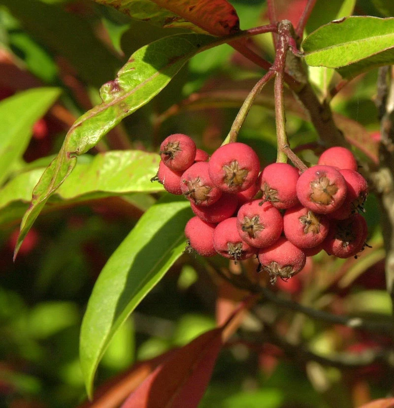 Davids-Glanzmispel 100-125cm - Photinia Davidiana 3 Davids-Glanzmispel 100-125cm - Photinia Davidiana