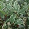 Glanzmispel Louise® 60-80cm - Photinia Fraseri -NR-01 Verkäufe Photinia fraseri Louise