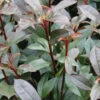 Kompakte Glanzmispel 40-60cm - Photinia Fraseri 2 Kompakte Glanzmispel 40-60cm - Photinia Fraseri -NR-01 Verkäufe Photinia fraseriCompacta