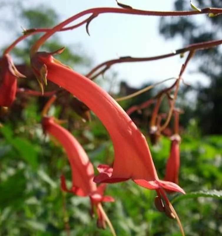 Kap Fuchsie - Phygelius Capensis 3 Kap Fuchsie - Phygelius Capensis