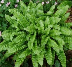 Hirschzungenfarn Crispa - Phyllitis Scolopendrium