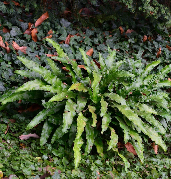 Hirschzungenfarn - Phyllitis Scolopendrium 3 Hirschzungenfarn - Phyllitis Scolopendrium