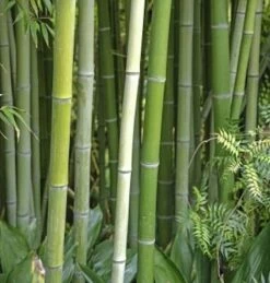 Wasser Bambus Green Perfume 80-100cm - Phyllostachys Atrovaginata