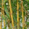 Goldener Peking Bambus 100-125cm - Phyllostachys Aureocaulis 1 Goldener Peking Bambus 100-125cm - Phyllostachys Aureocaulis -NR-01 Verkäufe Phyllostachys aureocaulis