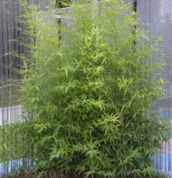 Gartenbambus 100-125cm - Phyllostachys Bissetii