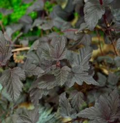 Blasenspiere All Black® 30-40cm - Physocarpus Opulifolius