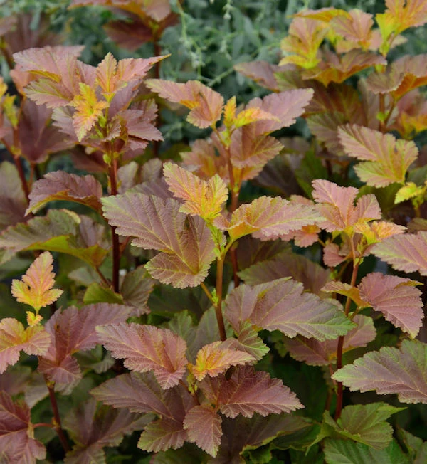 Blasenspiere Amber Jubilee® 40-60cm - Physocarpus Opulifolius 3 Blasenspiere Amber Jubilee® 40-60cm - Physocarpus Opulifolius