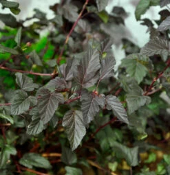 Blasenspiere Darts Red 125-150cm - Physocarpus Opulifolius