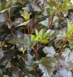 Fasanenspiere Diable D Or 125-150cm - Physocarpus Opulifolius