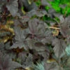 Fasanenspiere Fireside® 60-80cm - Physocarpus Opulifolius 1 Fasanenspiere Fireside® 60-80cm - Physocarpus Opulifolius -NR-01 Verkäufe Physocarpus opulifolius Fireside 1