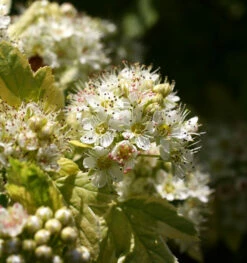 Blasenspiere Golden Anny 30-40cm - Physocarpus Opulifolius