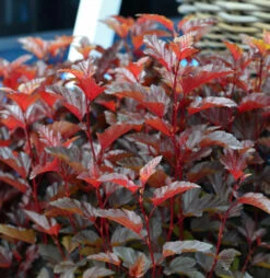 Blasenspiere Little Angel® 40-60cm - Physocarpus Opulifolius