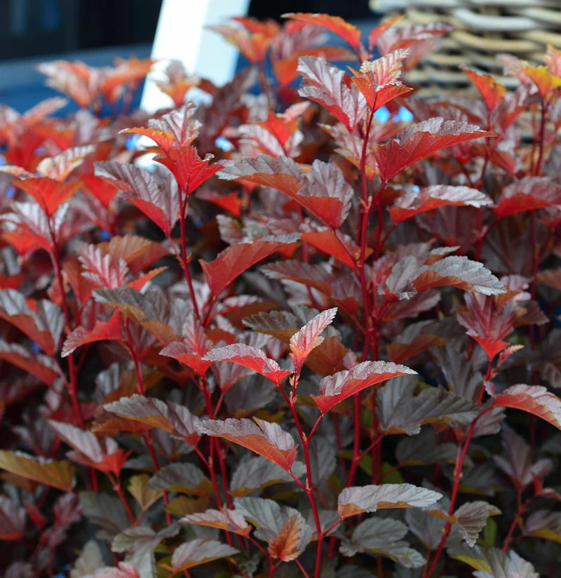 Hochstamm Blasenspiere Little Angel® 60-80cm - Physocarpus Opulifolius 3 Hochstamm Blasenspiere Little Angel® 60-80cm - Physocarpus Opulifolius