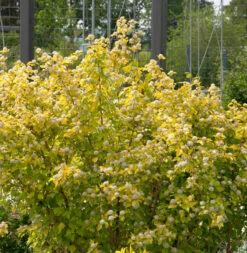 Blasenspiere Rasberry Lemonade 60-80cm - Physocarpus Opulifolius