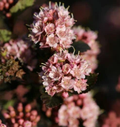 Blasenspiere Tiny Wine 80-100cm - Physocarpus Opulifolius
