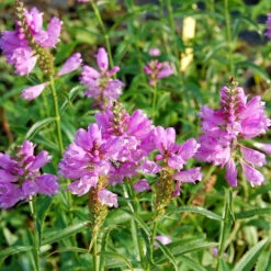 Gelenkblume Bouquet Rose - Physostegia Virginiana