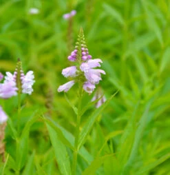 Gelenkblume Rosea - Physostegia Virginiana