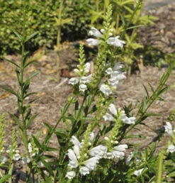 Gelenkblume Schneekrone - Physostegia Virginiana