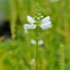 Gelenkblume Alba - Physostegia Virginiana -NR-01 Verkäufe Physostegia virginianaAlba