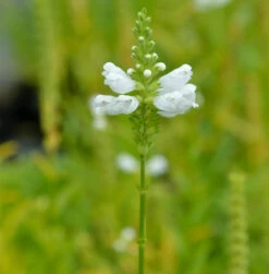 Gelenkblume Alba - Physostegia Virginiana