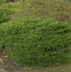 Nestfichte Nidiformis 40-50cm - Picea Abies