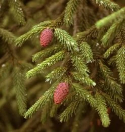 Kaukasus Fichte Sapindus Fichte 40-60cm - Picea Orientalis