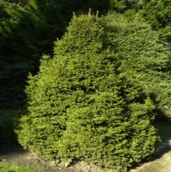 Gnomfichte 40-50cm - Picea Abies