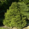 Gnomfichte 50-60cm - Picea Abies -NR-01 Verkäufe Picea abies Pygmaea 1 1 1 1 1 1