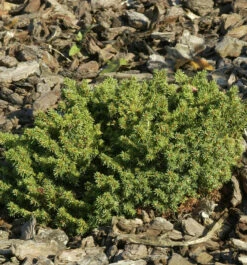 Nestfichte Kissenfichte Little Gem 10-15cm - Picea Abies
