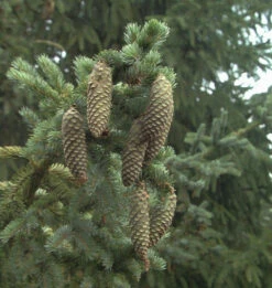 Alcocks Fichte 30-40cm - Picea Bicolor