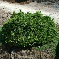 Blaue Igelfichte 15-20cm - Picea Glauca