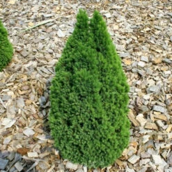 Zwerg Zuckerhutfichte Laurin 50-60cm - Picea Glauca